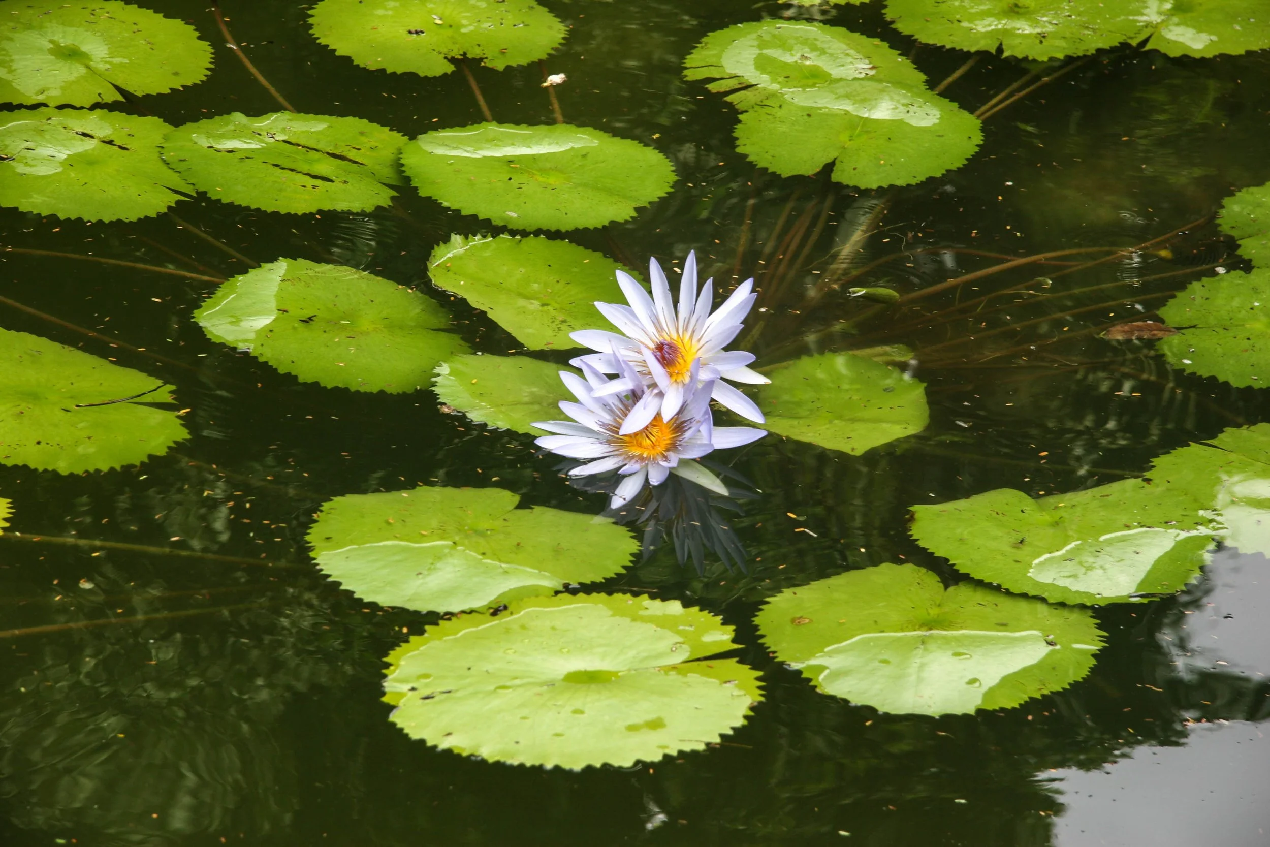 Nenufar (Mérida) - 2006