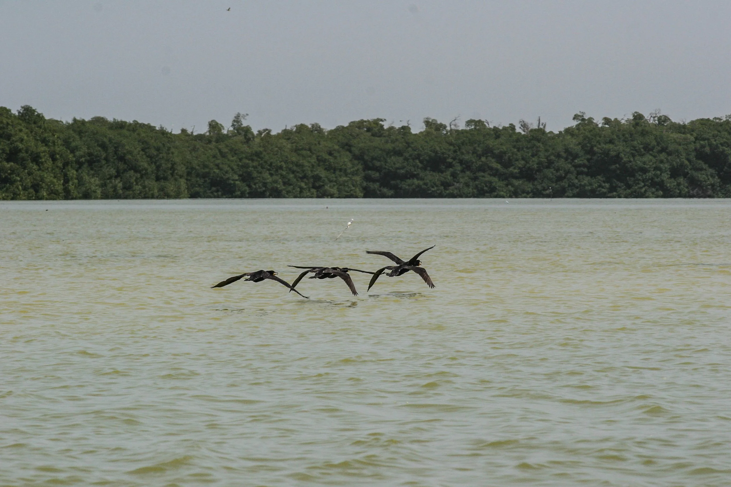 Reserva Celestún 1 (Mérida) - 2006