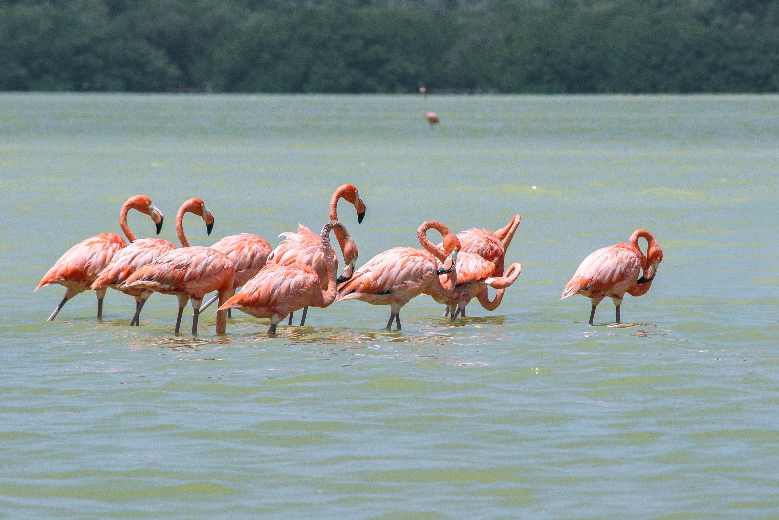 Reserva Celestún 2 (Mérida) - 2006
