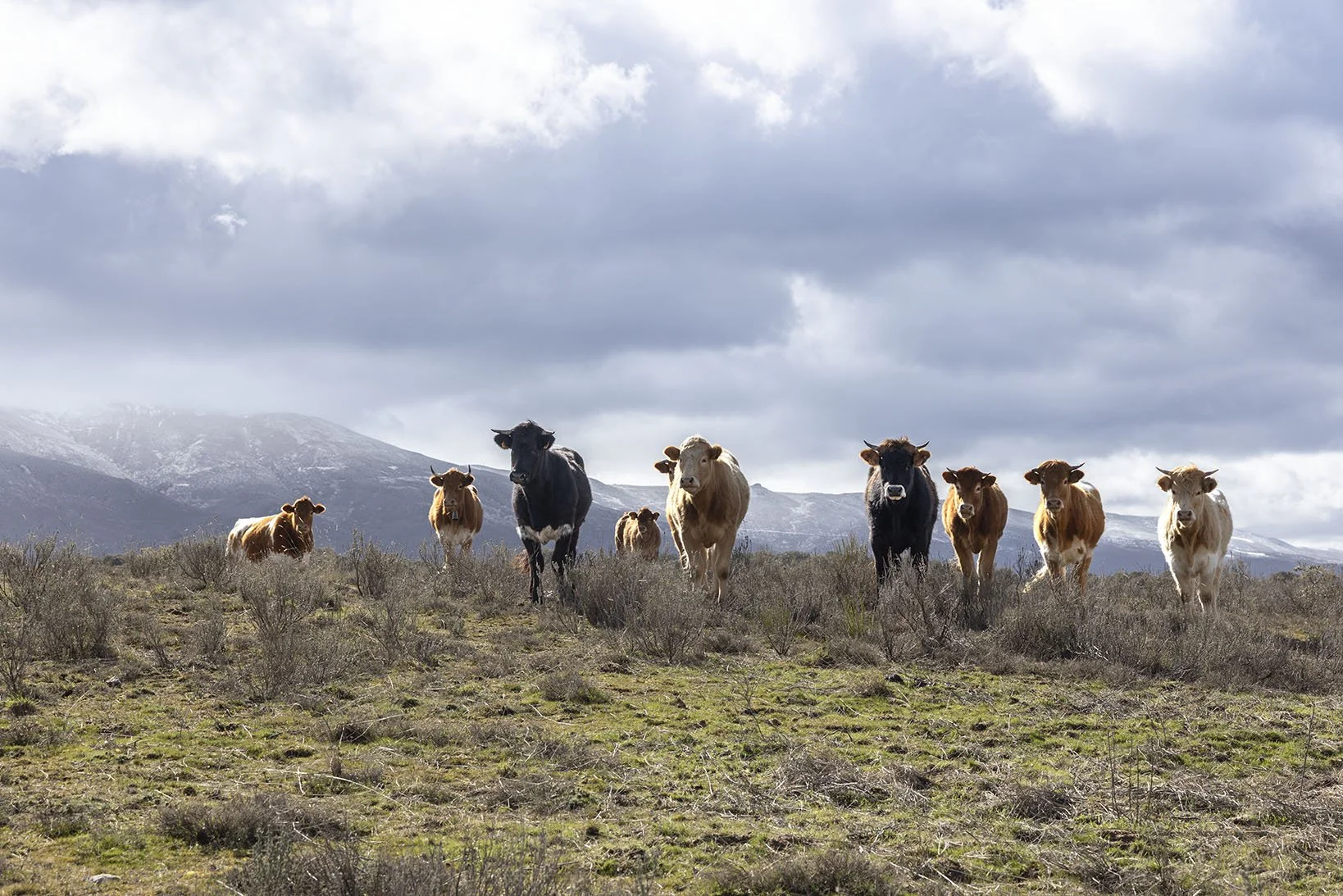 Vacas atentas a los caminantes - 2026