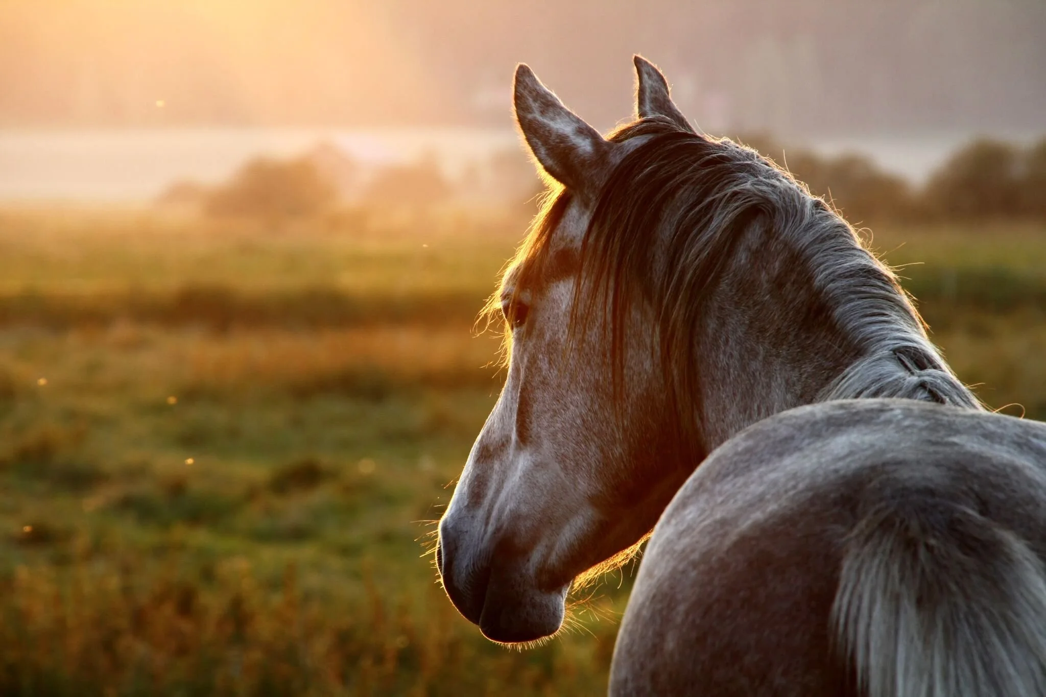 STOCK HORSE PHOTO.jpg
