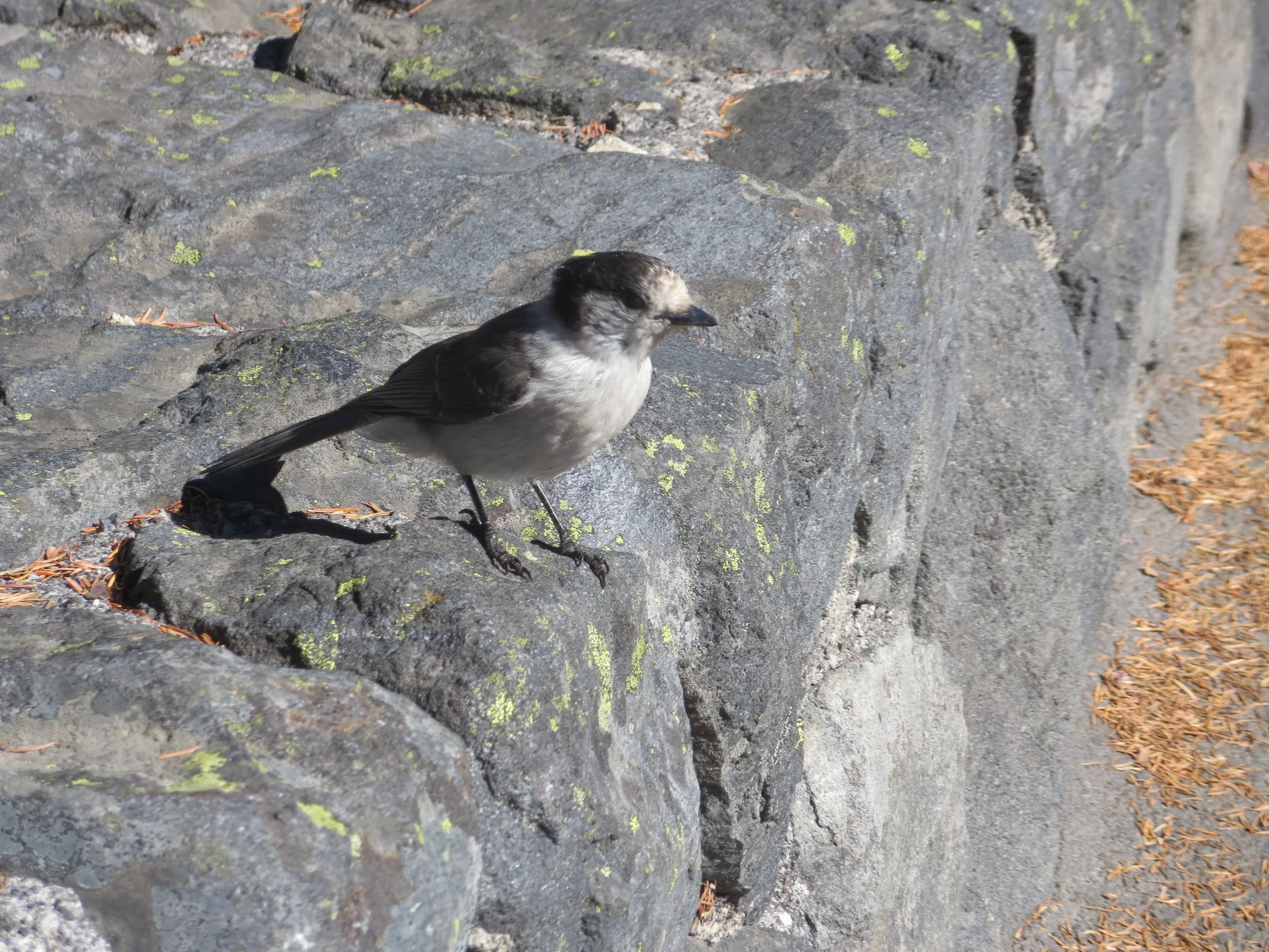 Rhea Rainier 2015 (42).JPG