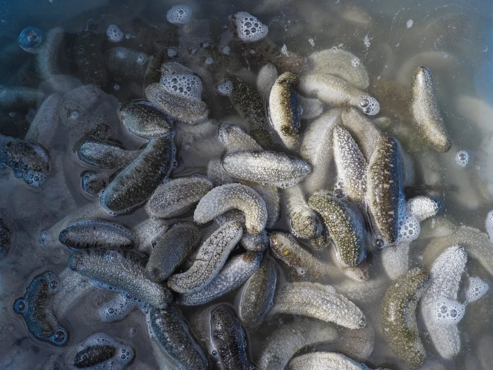 Home — Indian Ocean Trepang