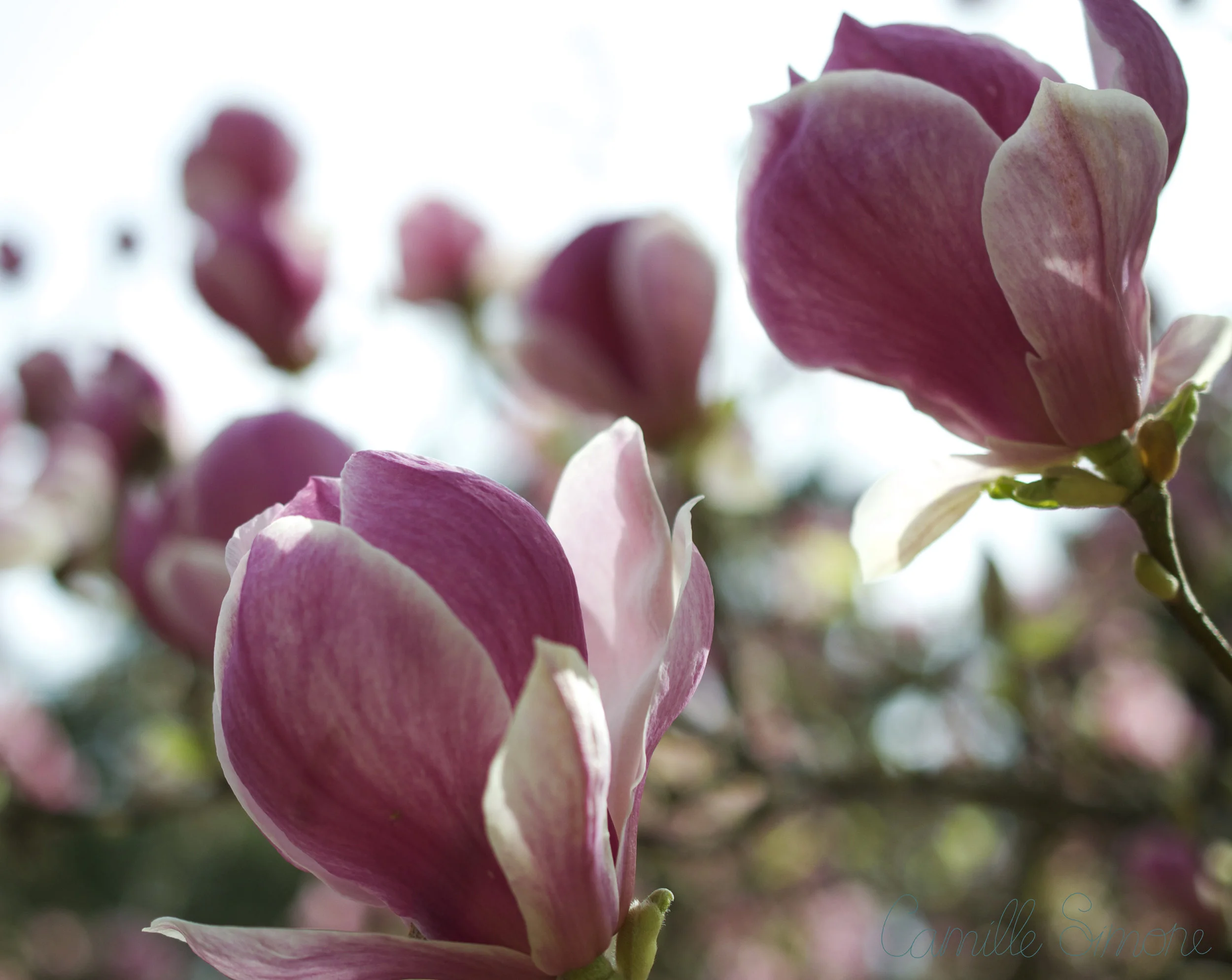 multiplemagnolia.jpg