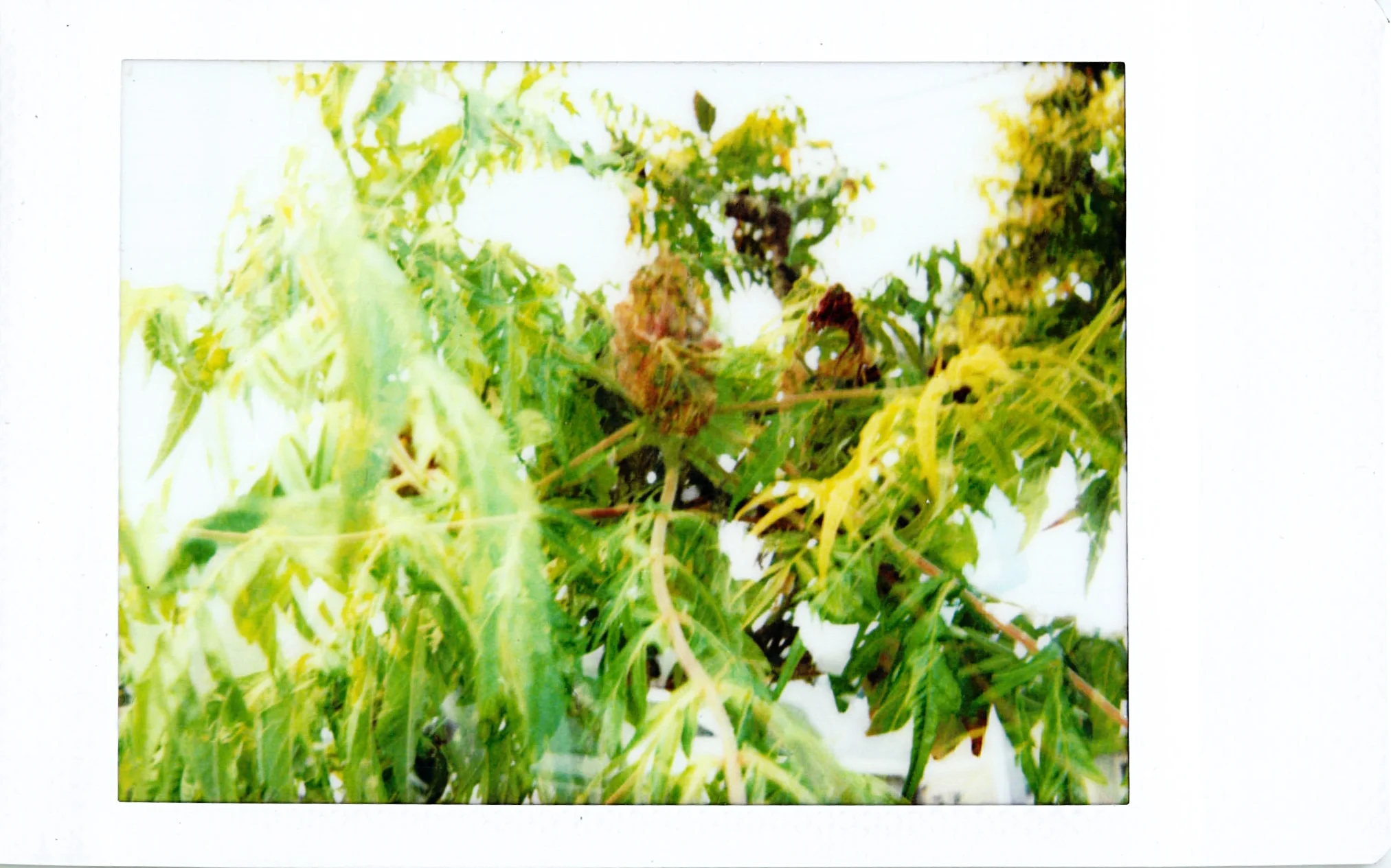 Instax_03.jpg
