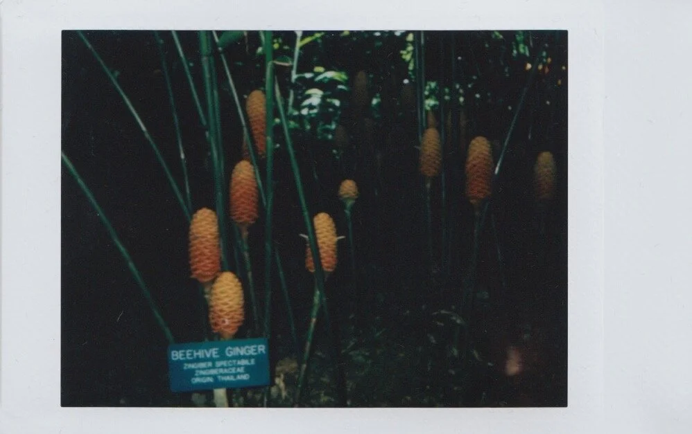 beehiveginger.jpeg