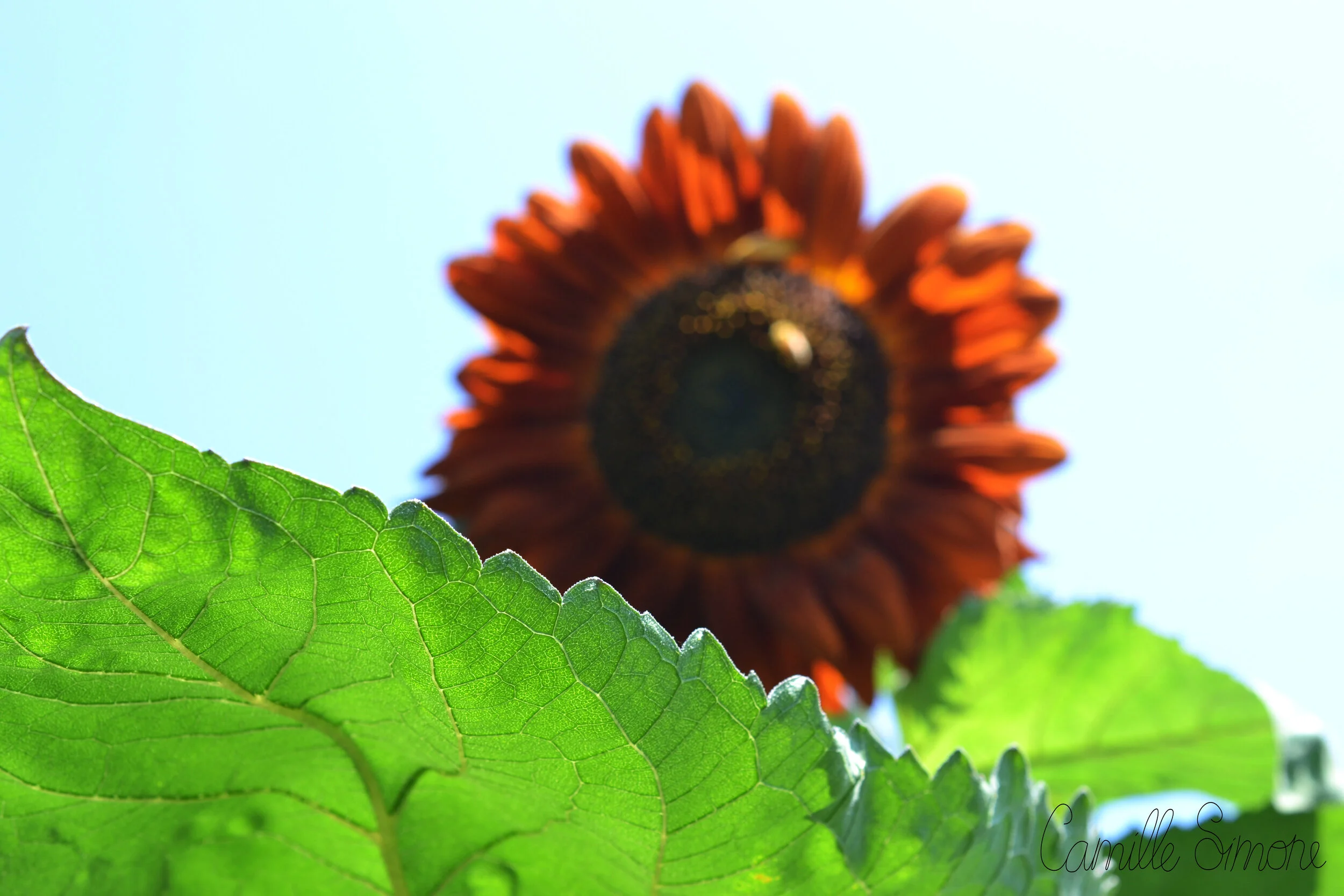 sunflowerleaf.jpg