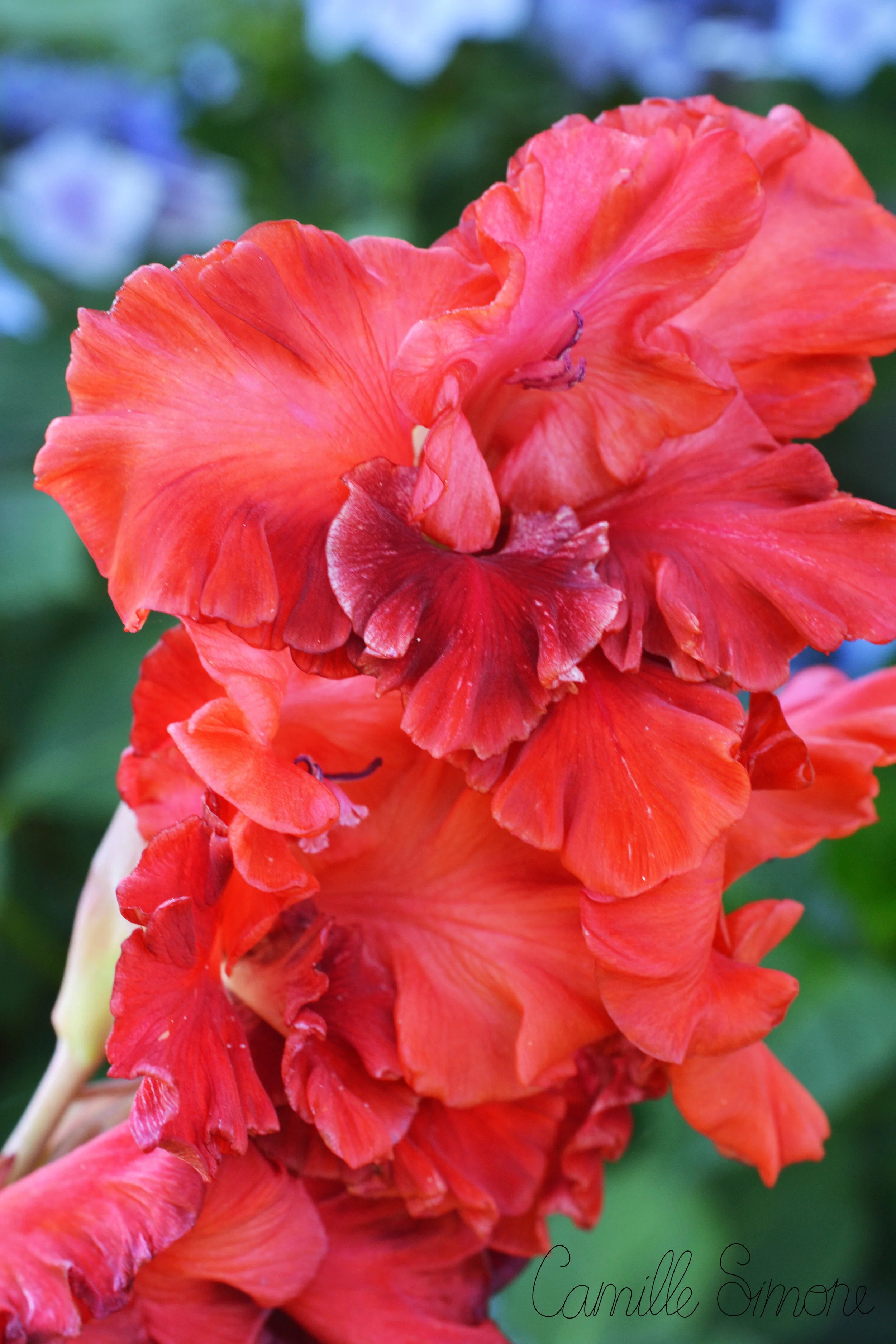 redgladiola.jpg