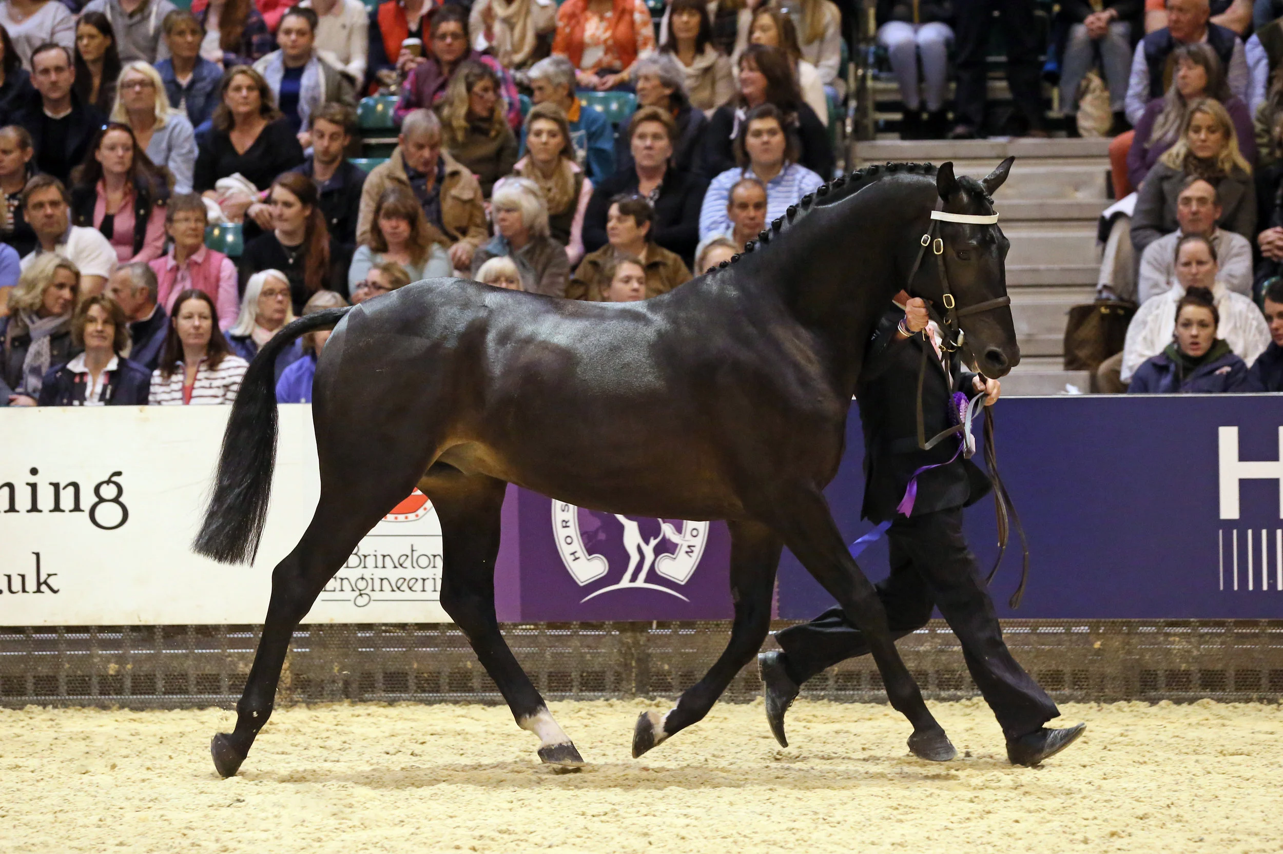 Stallion Of Thoroughbred In A Stud-farm, In Normandy. News Photo
