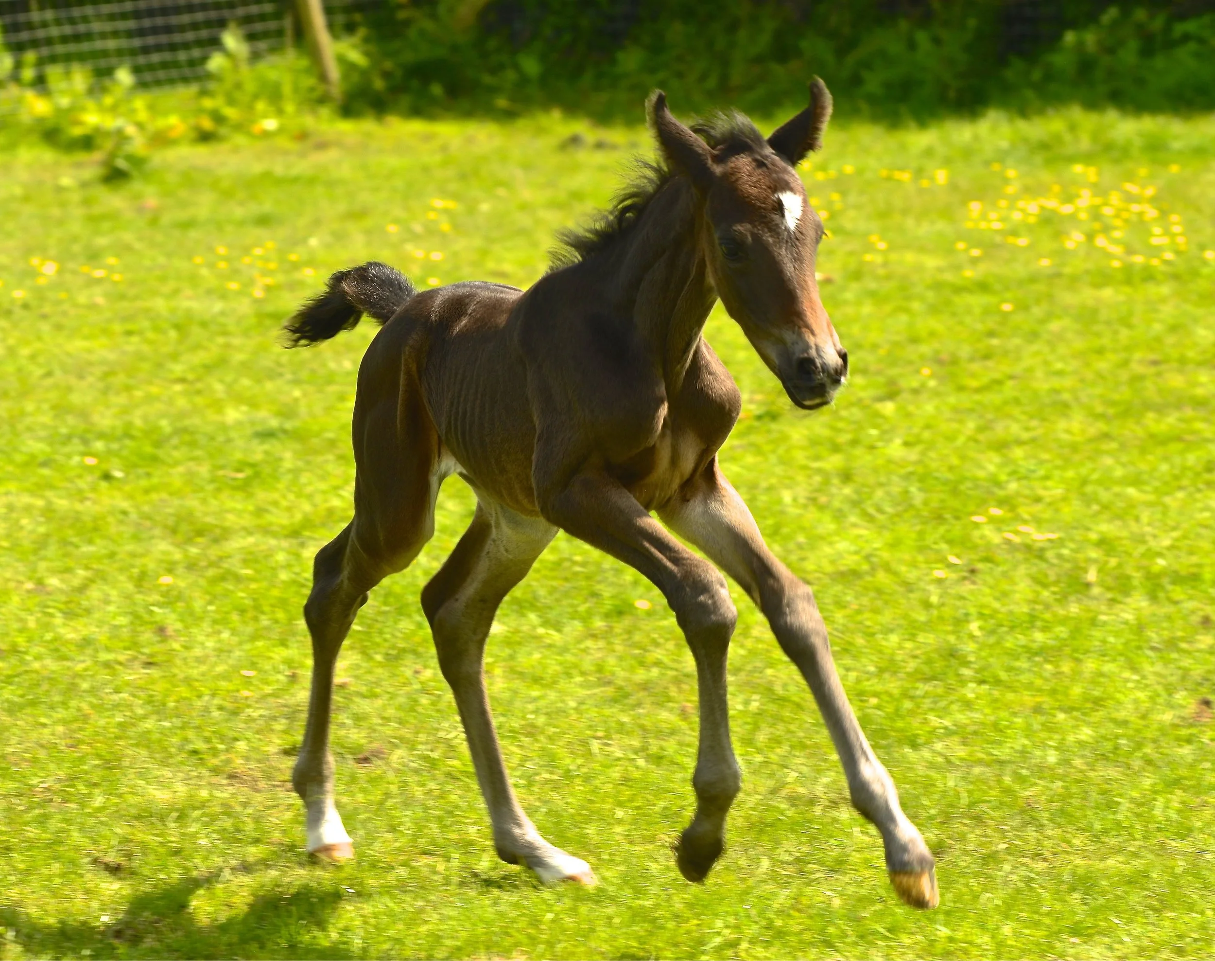 Geminis Classic Dancer_Horse and Hound_01_20_05_2019.jpg