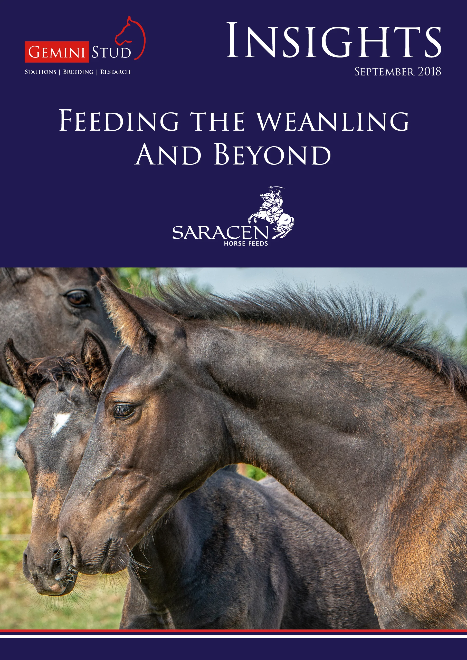 Wildfire Gemini Stud Insight Newsletter Saracen's Horse Feed Weanlings.jpg