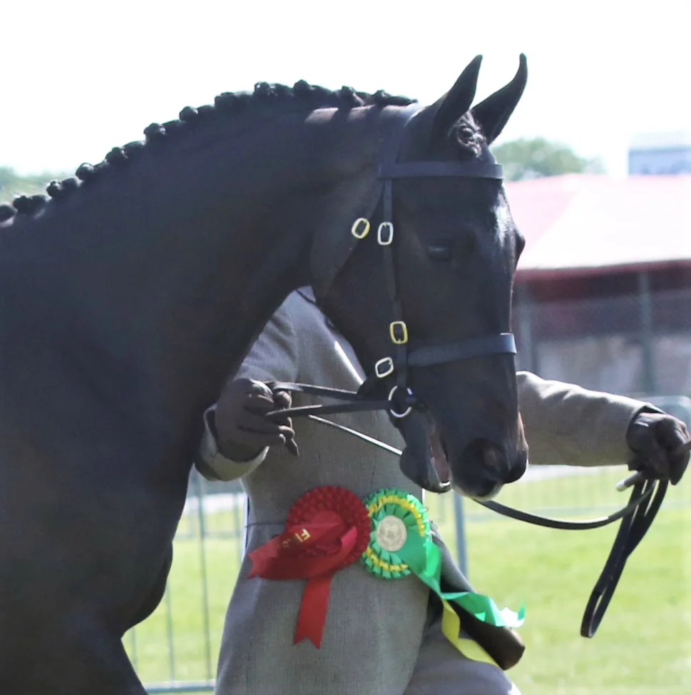 Geminis Classic Dancer_Suffolk Show_Head only_Yearling Sports horse class_2019 copy.jpg