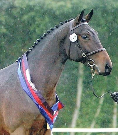 The Gemini Stud Stallion Classic Primitive winning the British Eventing Breeding Young Horse Championships
