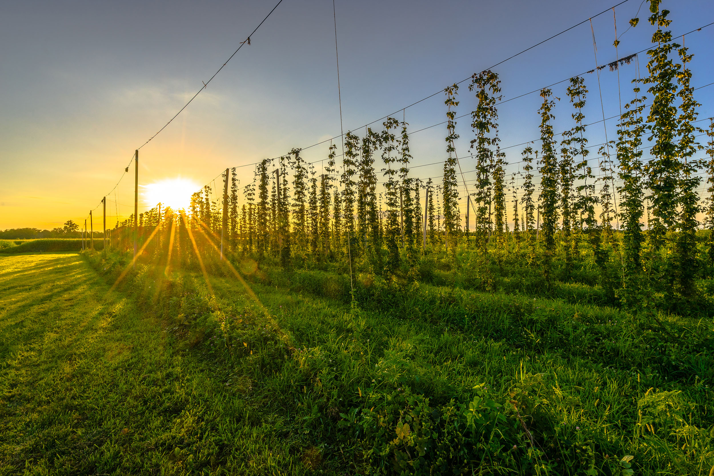 iStock-483434710_2500px.jpg