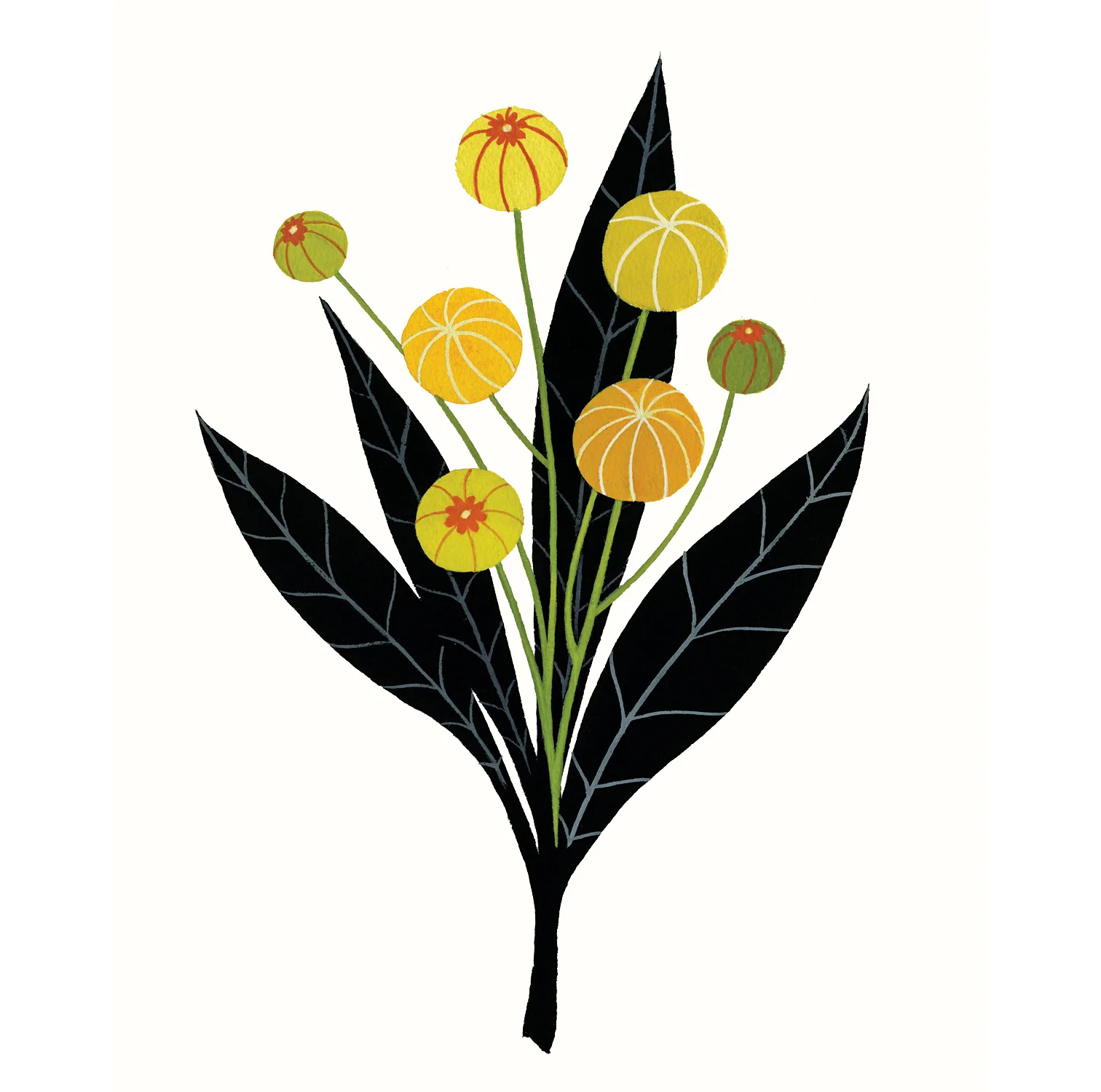 Mustard Pods