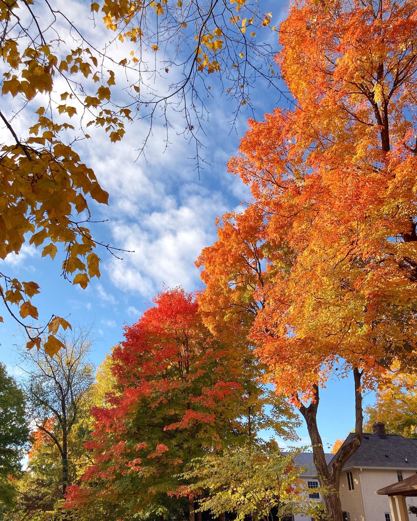 Glorious fall 😌✨🍂
.
#indy #midwest #fall #trees #leaves