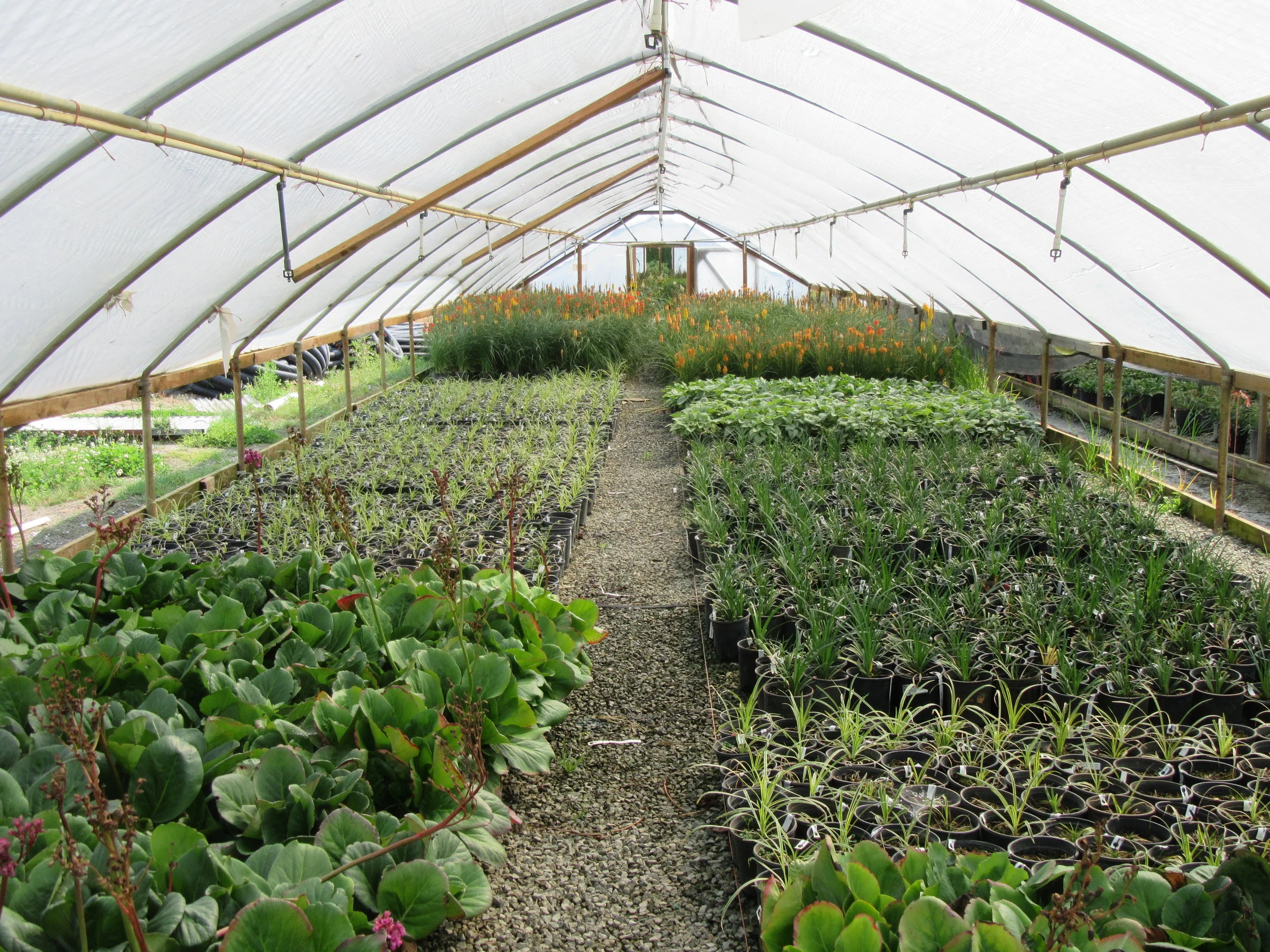 Brandywine Nursery Mt. Vernon, WA (360) 4243266