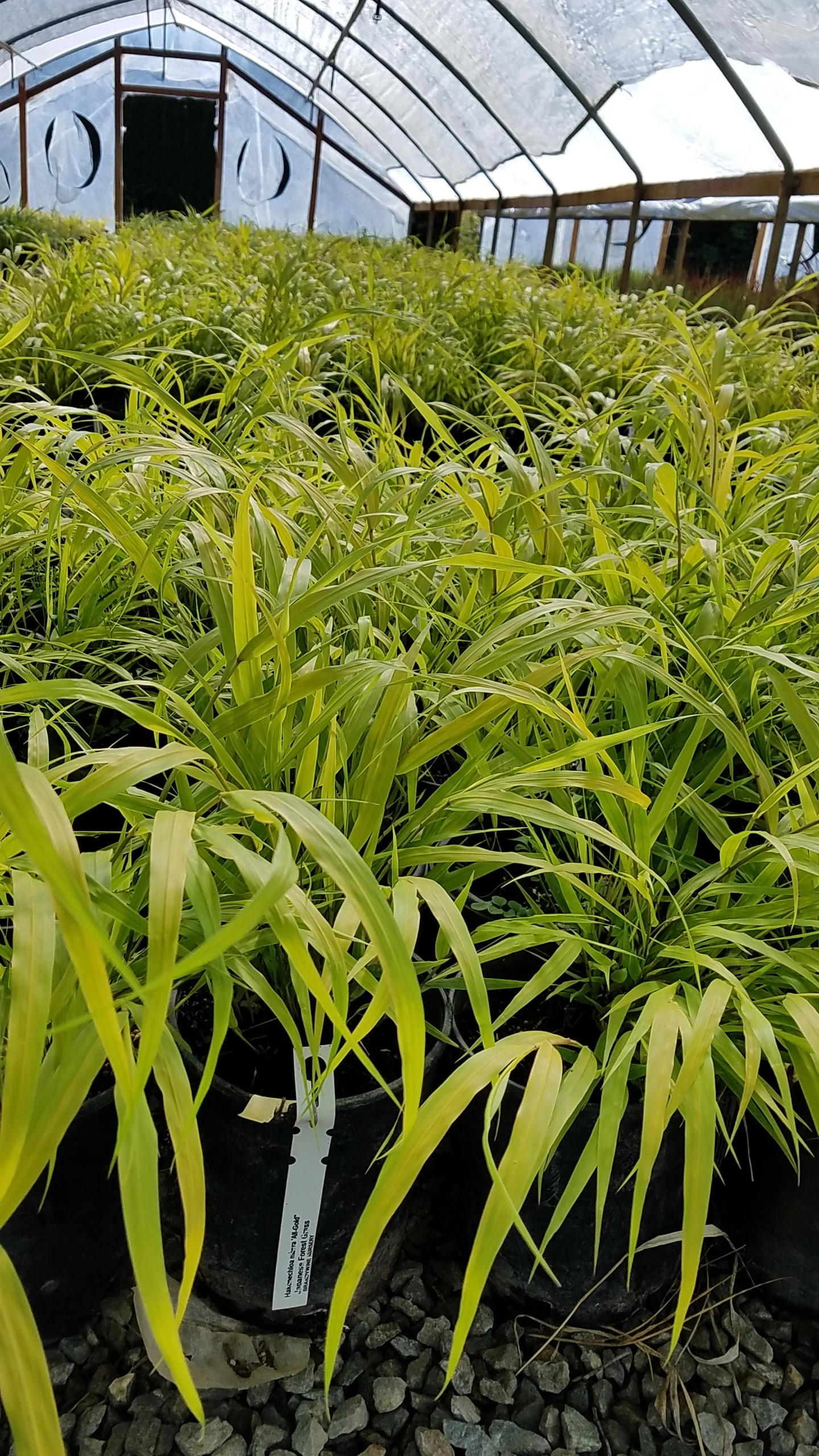 Good Alternative To Stipa Tenuissima 12 x Carex ‘Frosted Curls’ Plug Plants