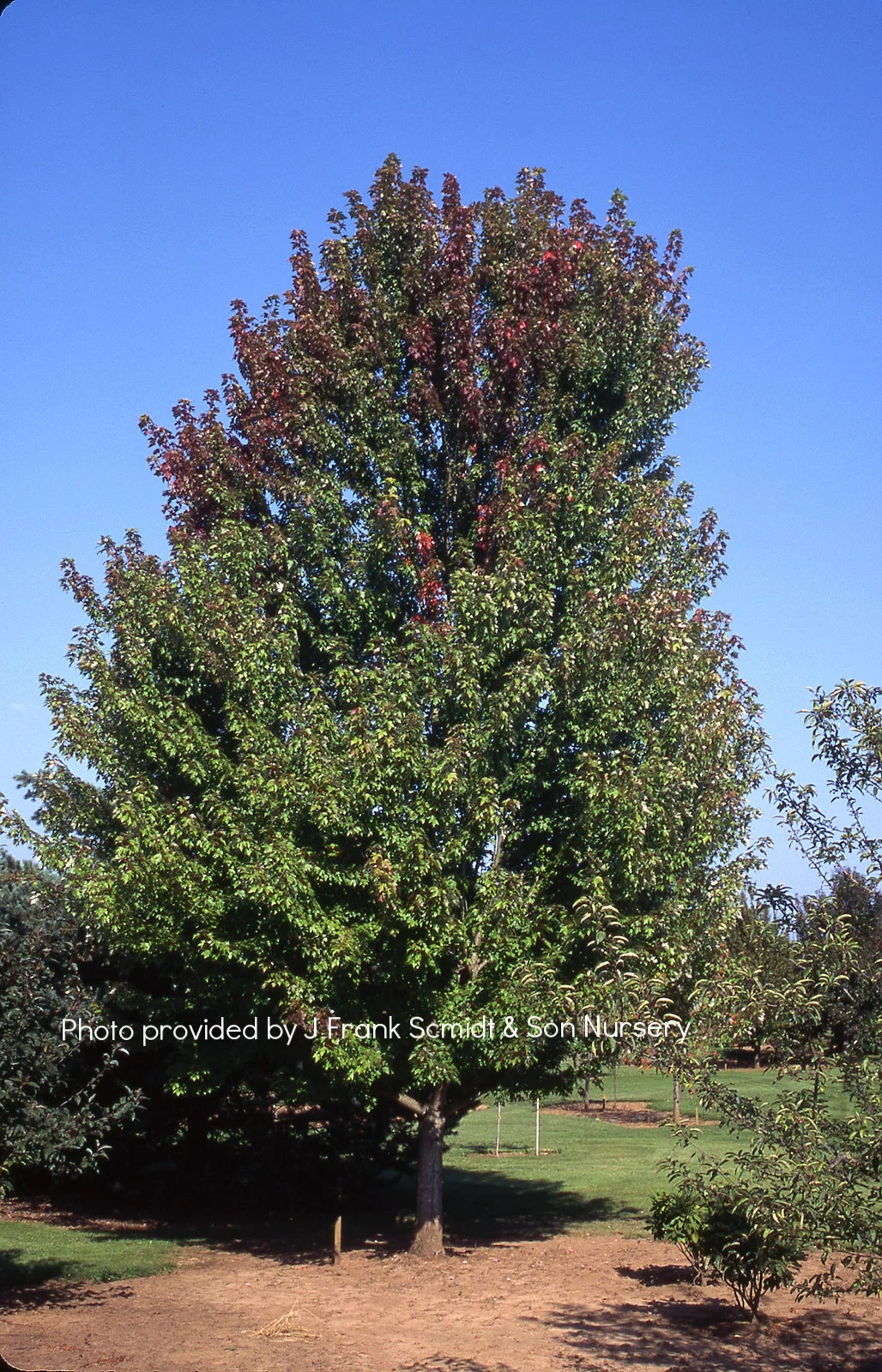 SHADE & FLOWERING TREES — Brandywine Nursery Mt. Vernon, WA (360