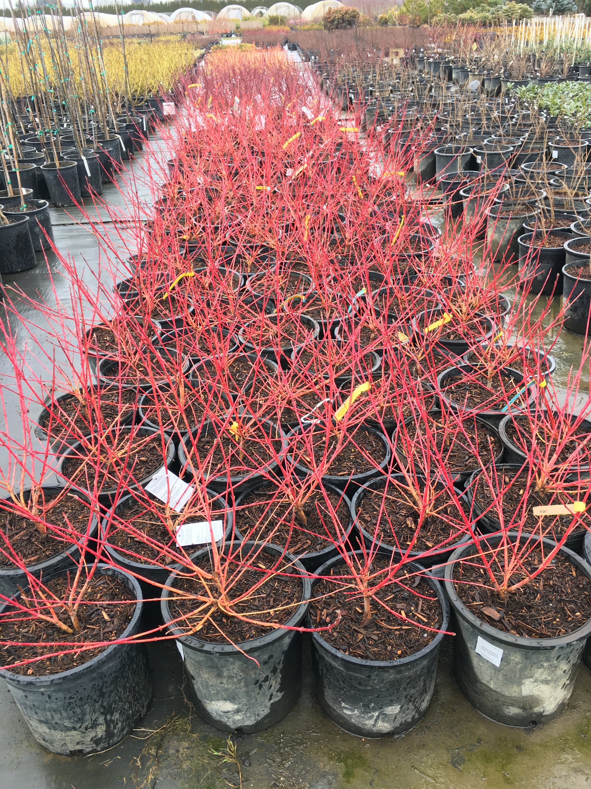 Red Twig Dogwood.jpeg