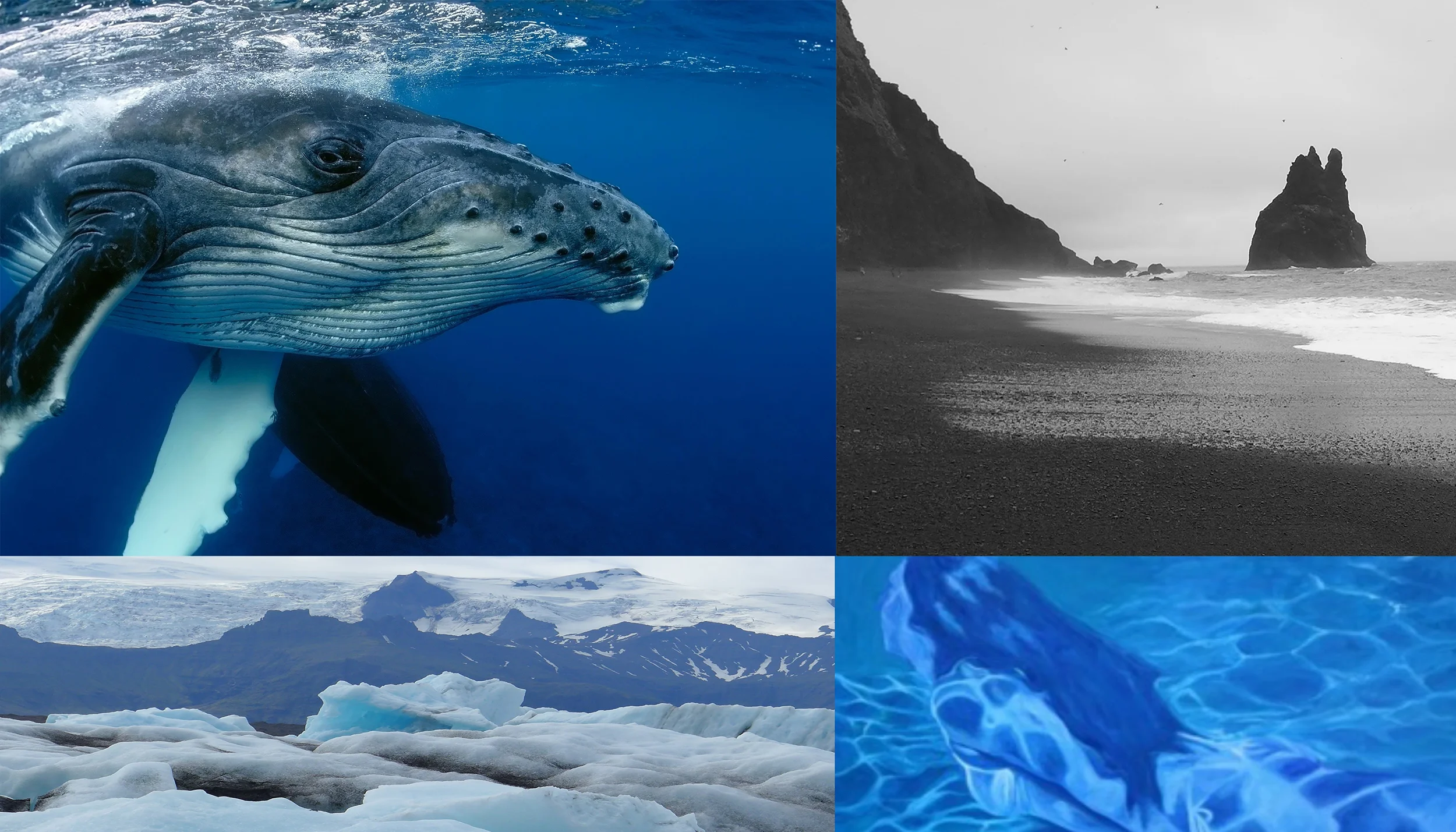 f nu WHALE MONTAGE.jpg