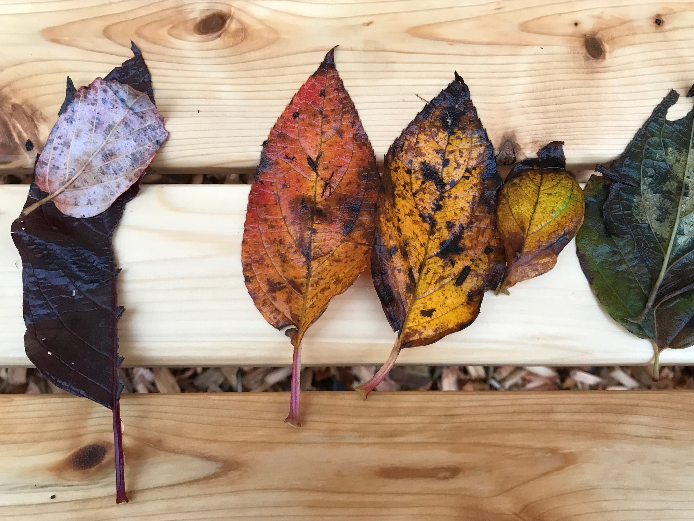 Slate_Autumn_Leaves_IMG_0606.jpg