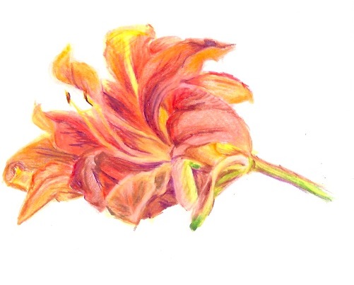 Colored pencil sketch lily.jpeg