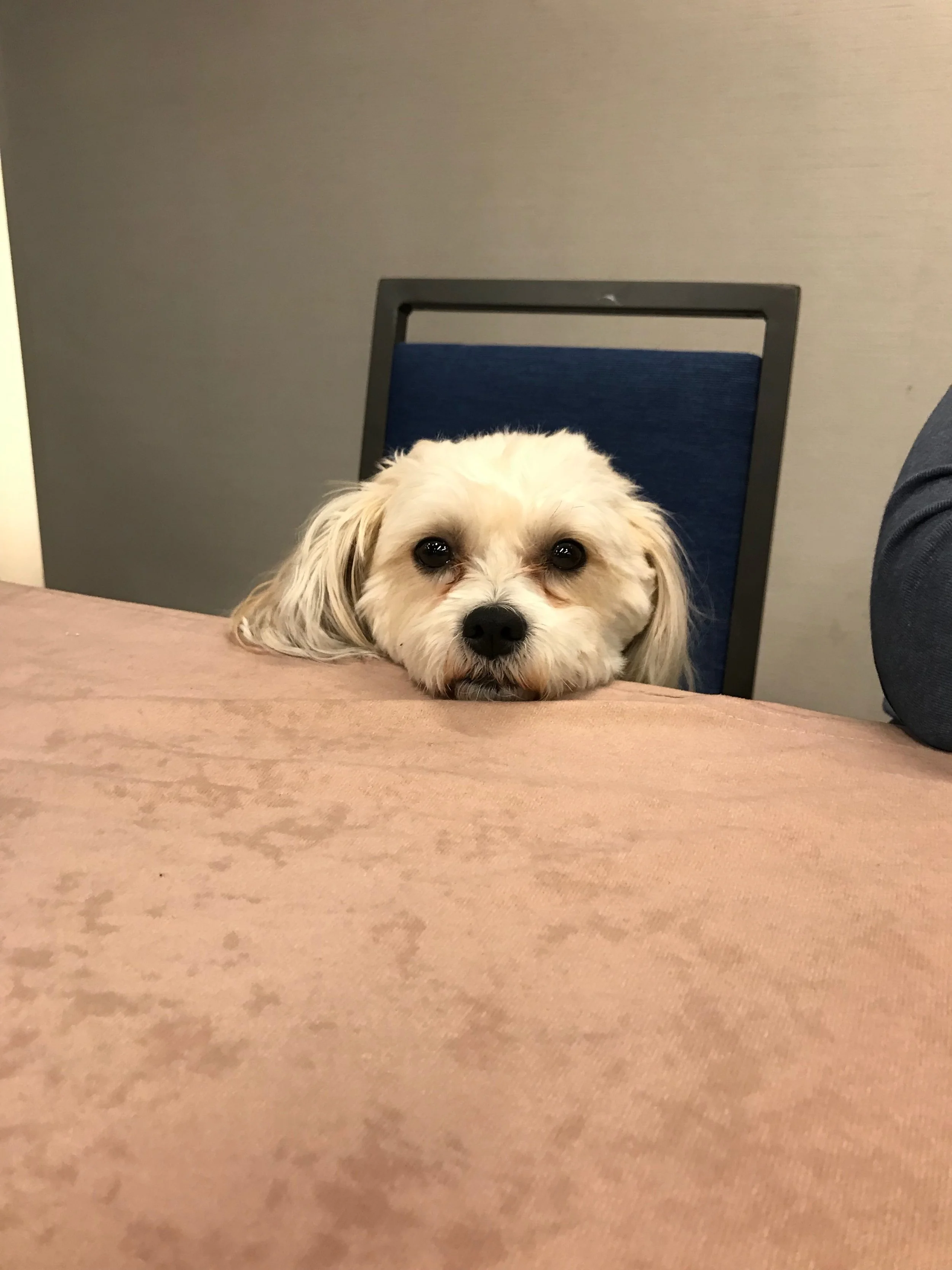 A very furry assistant