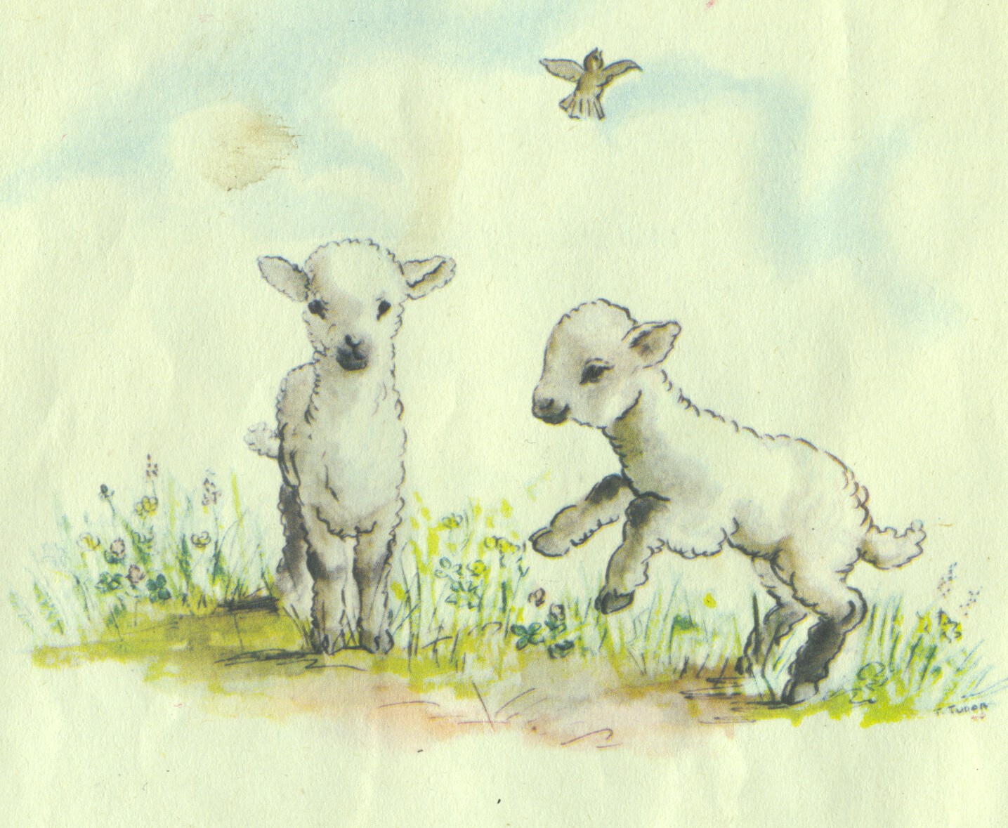 Lambs illustration by Tasha Tudor