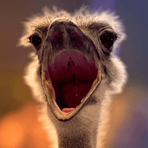 giphy-1.gif