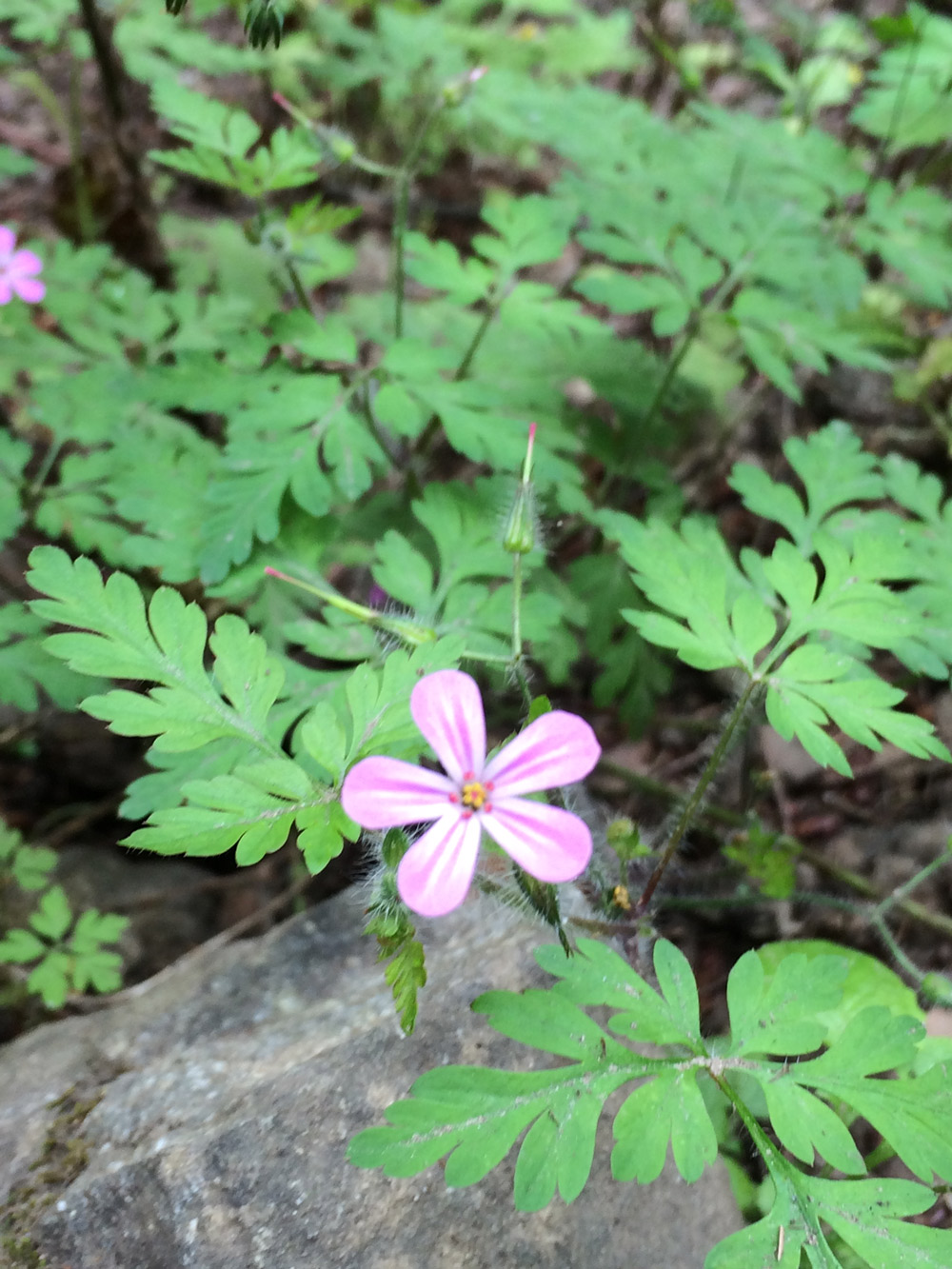 pink-flower.jpg