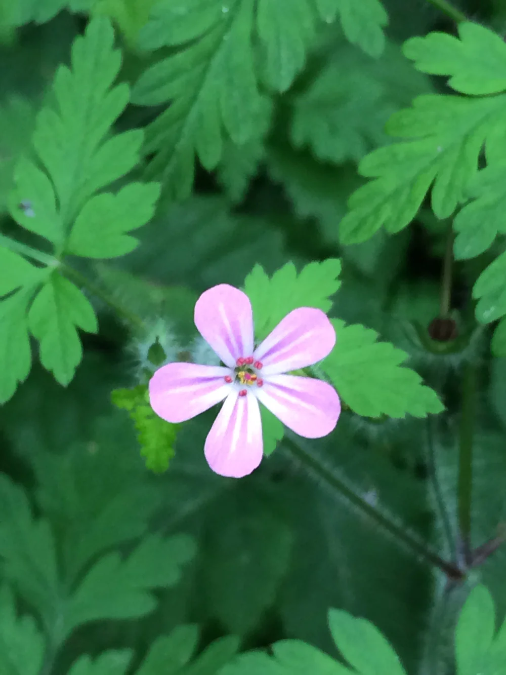 pink-wild-flower.jpg