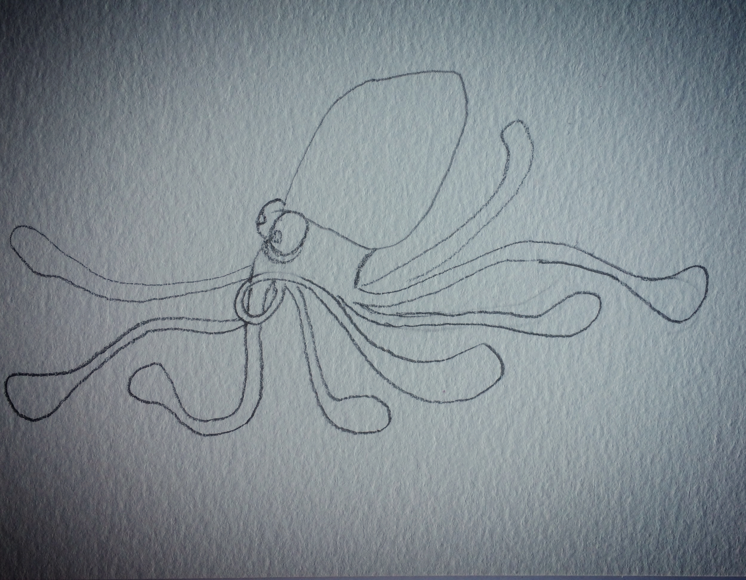 hurried squid