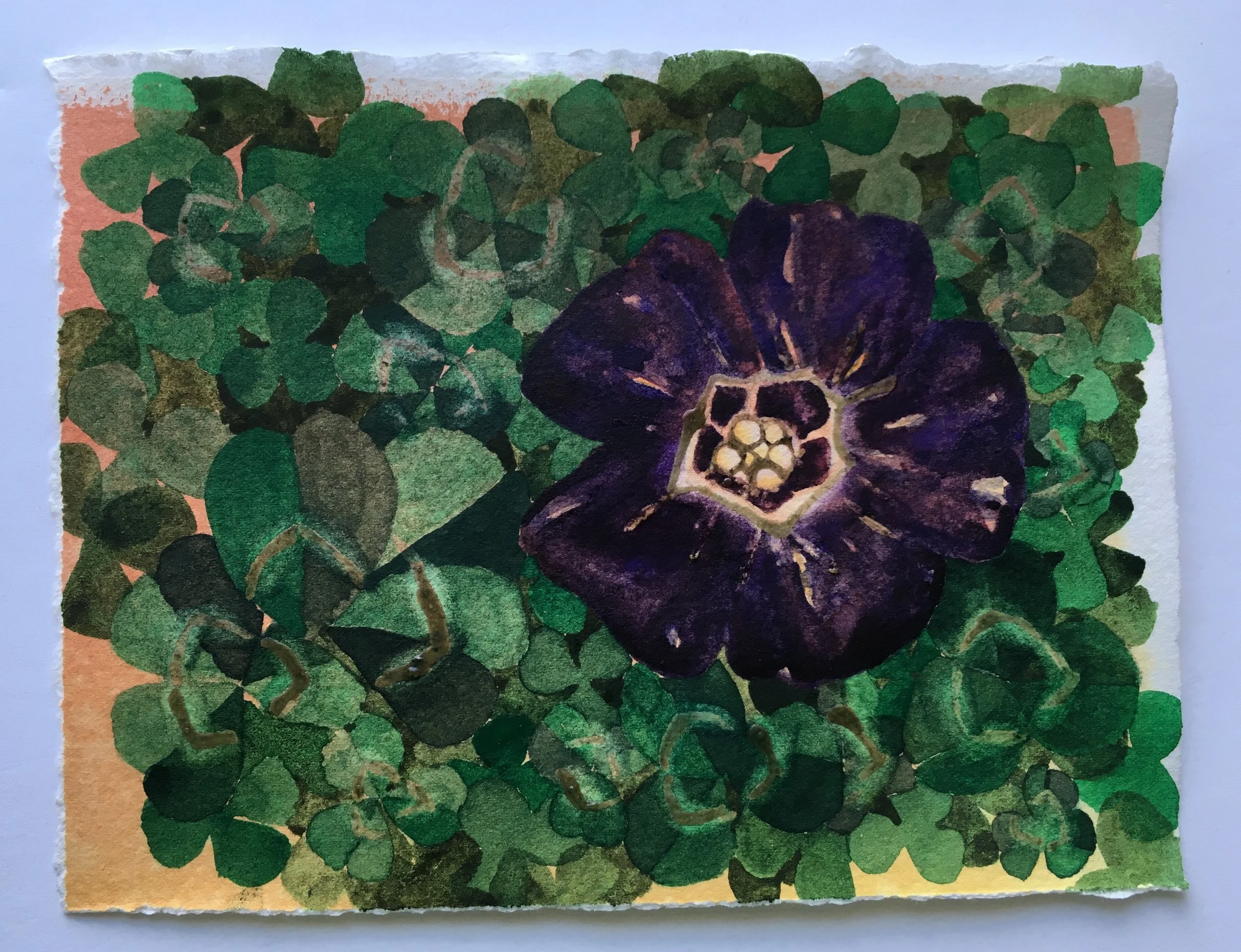 clover in abundance