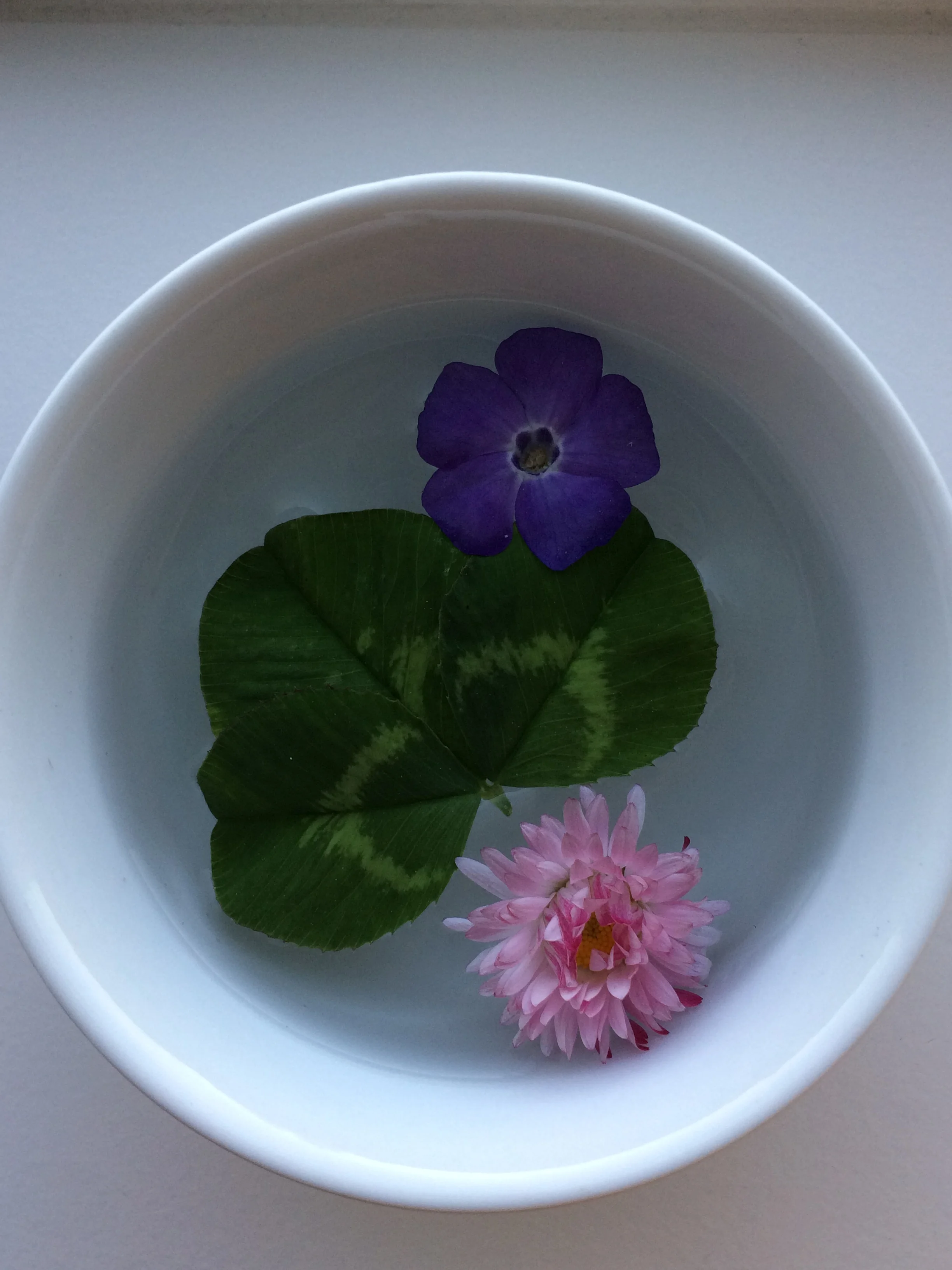 the pickings from our walk