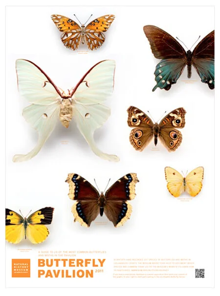 nhm_butterflyguide_1.jpg
