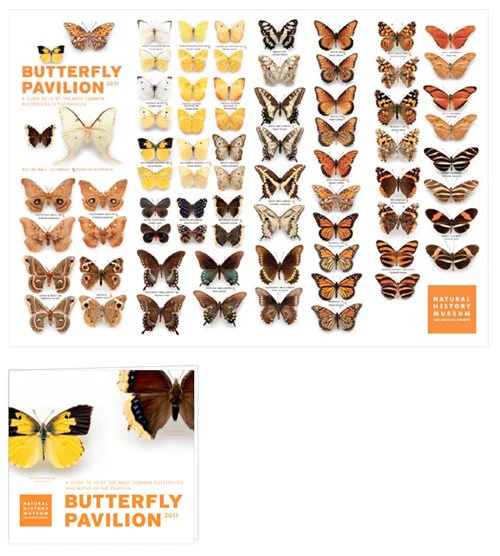 nhm_butterflyguide_2-1.jpg