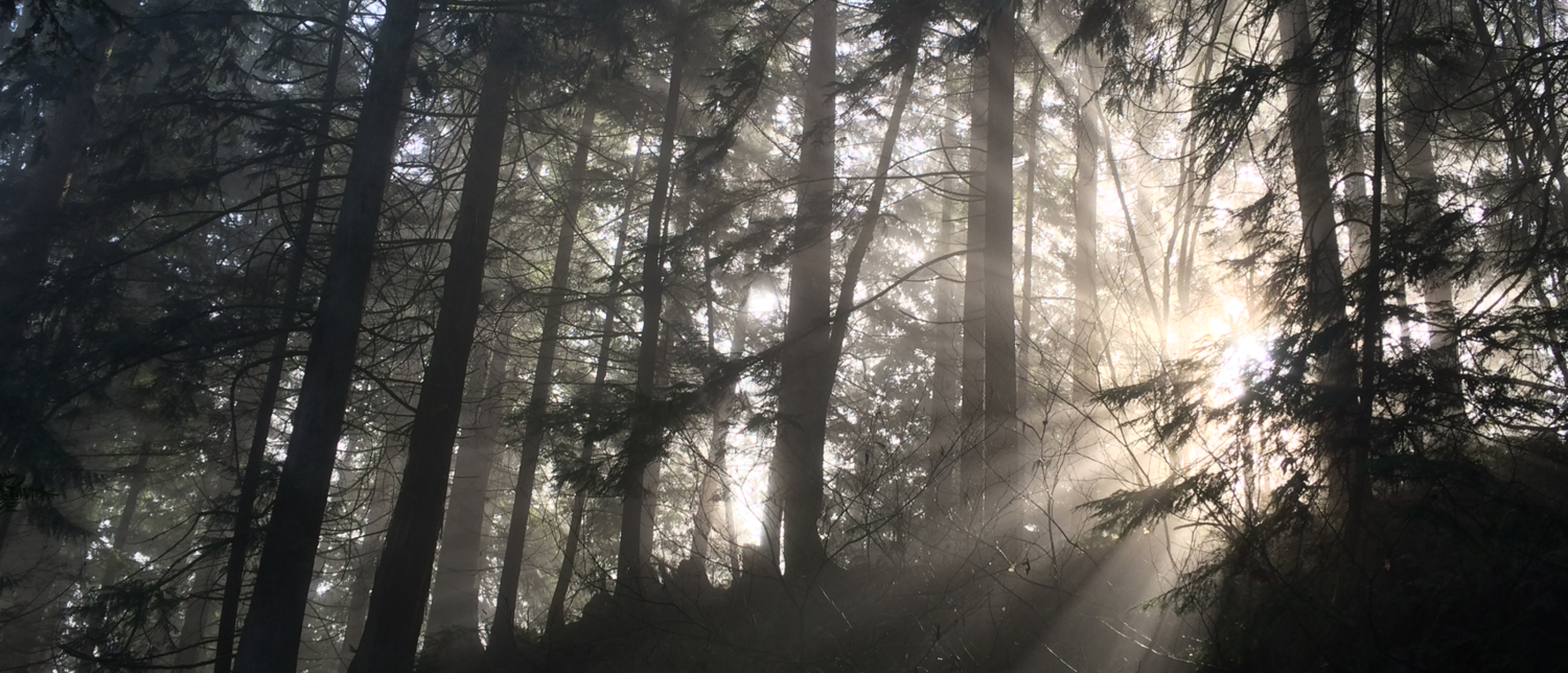 foggy_sunlight.png