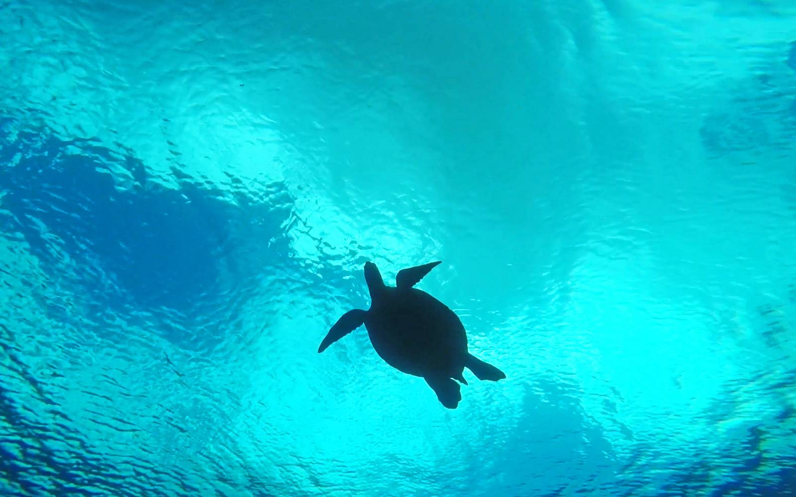 Tips For Snorkeling With Sea Turtles in Maui