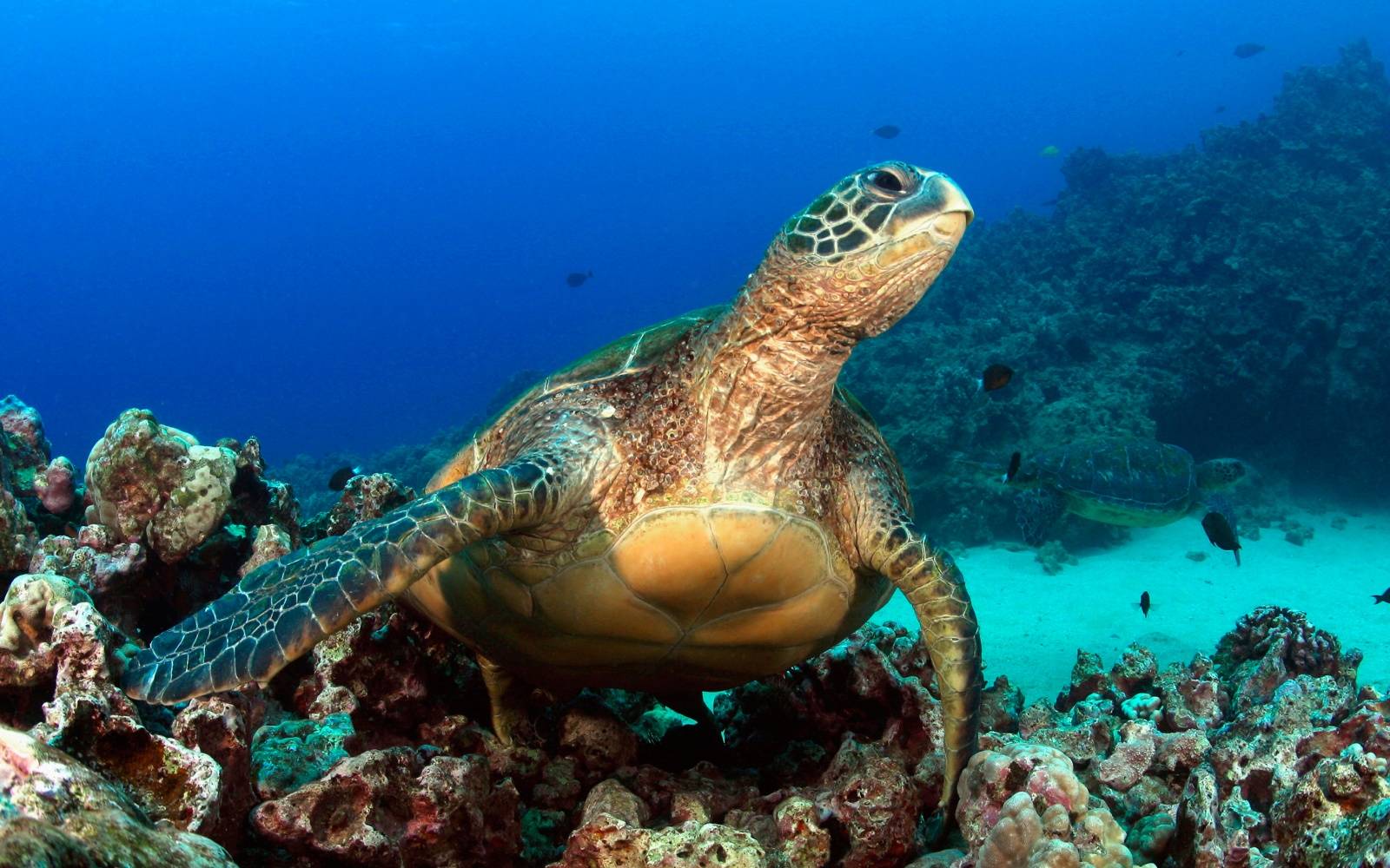 Snorkeling To Save Maui's Reefs