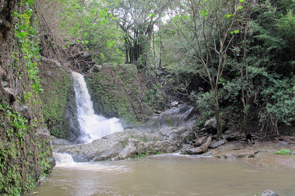 Makamakaole 1.jpg