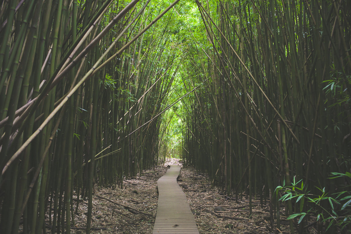 Waimoku Bamboo Boardwalk_JS.jpg