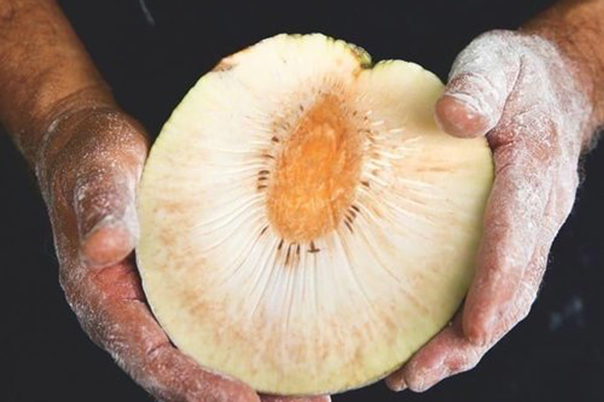Bread From Breadfruit As long as your flour is gluten-free, it must be healthy, right? Not exactly, says Hōkūao Pellegrino, a Maui farmer whose love of cooking—and his wife’s autoimmune disease—got him researching different ways of making gluten-free flour… read more