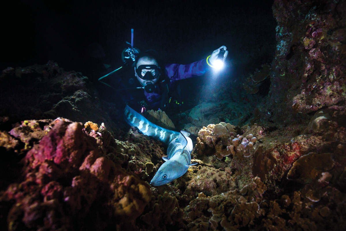 Pu'u Keka‘a Night Dive For those who are not afraid of the dark, this night dive reveals sea creatures you wouldn’t see in the day … read more