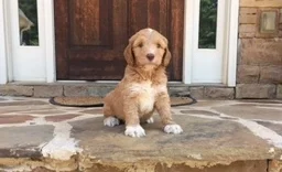 BESTLAND'S ANCHORS AWEIGH "CHIEF"