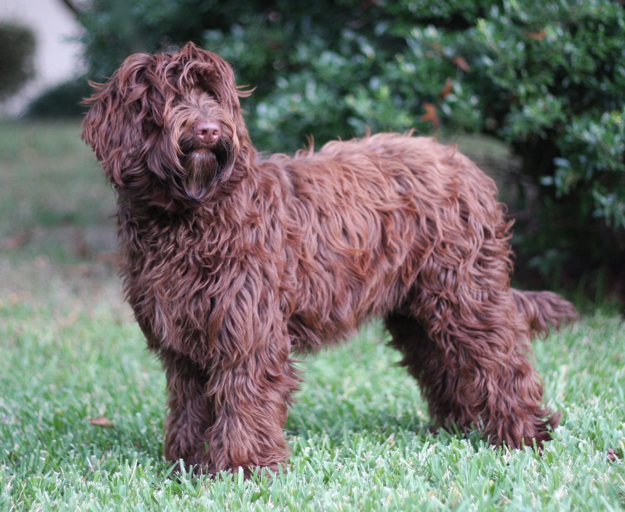 Labradoodle Puppy