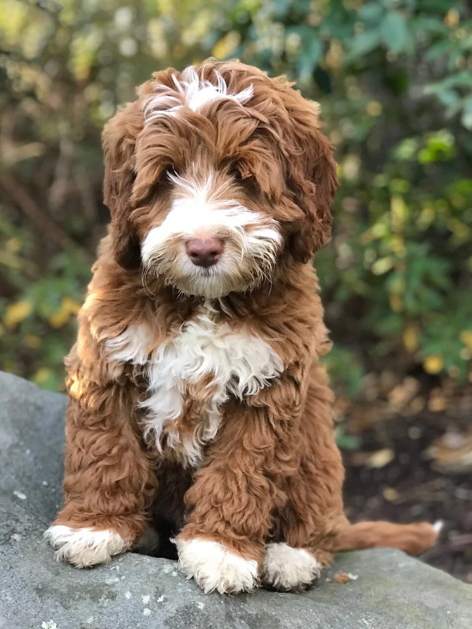 daffodil hill australian labradoodles