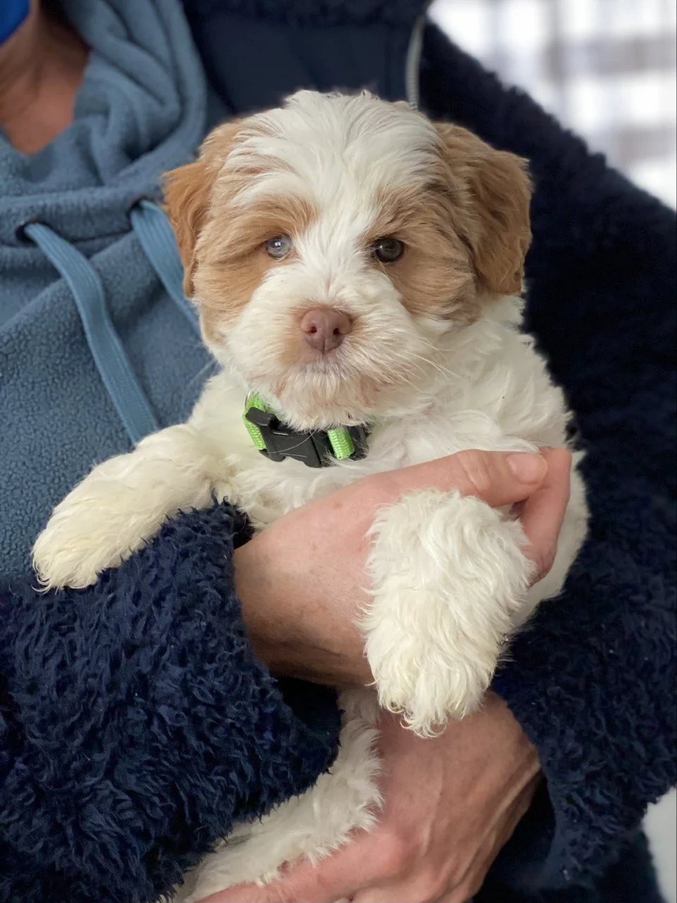 Parti Australian Labradoodles