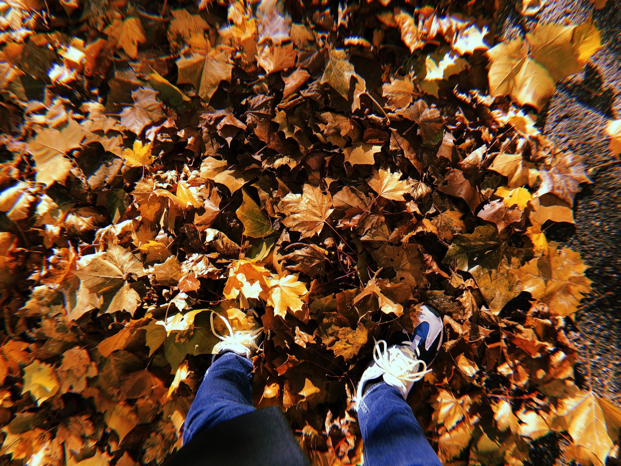 2018-11-03 15:32:20.654.JPG