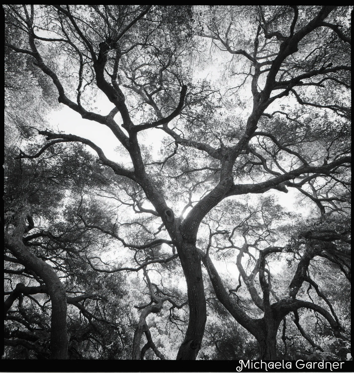 oak tree-greeting.jpg